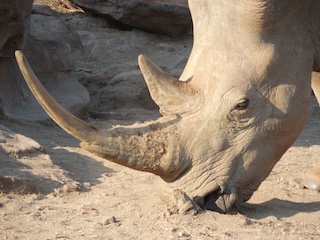 rhino